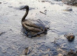 oil-spill1