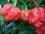 hottest-pepper