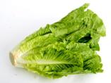 romaine-lettuce-maror