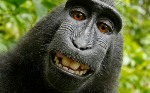 monkey-selfie