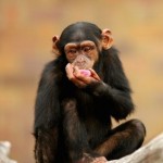 monkey chimps
