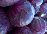 fresh-red-cabbage