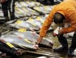 bluefin-tuna-us-radiation
