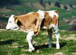 six-legged-calf