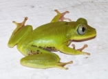 gardiners-frogs