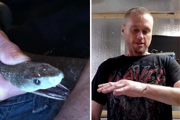 Man Intentionally Bitten by Snakes Over 200 Times in Unusual Quest for...