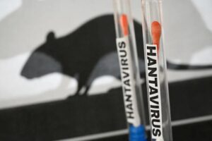 What to Know About Hantavirus After 3 Died in Suspected Cruise Ship Outbreak Image