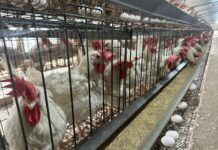 Israel Halts Brazilian Chicken Imports as Kashrus Officials Hail Decision