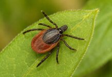 RFK Jr., Dennis Quaid Announce New HHS Push on Lyme, Tick-Borne Disease: ‘Faster Diagnoses,’ ‘Real Answers’
